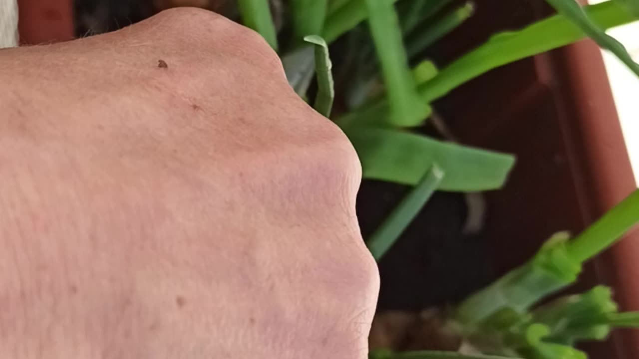 Harvesting green onion