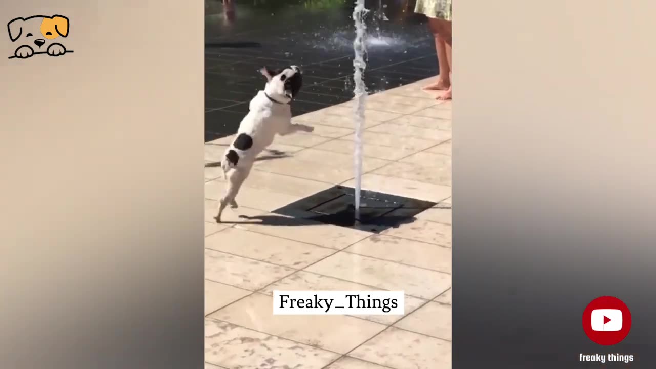 Try Not to laugh 🤣🤣🤣😂