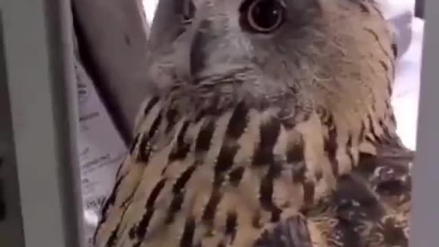 Amazingly Funny Cat vs Owl Reaction