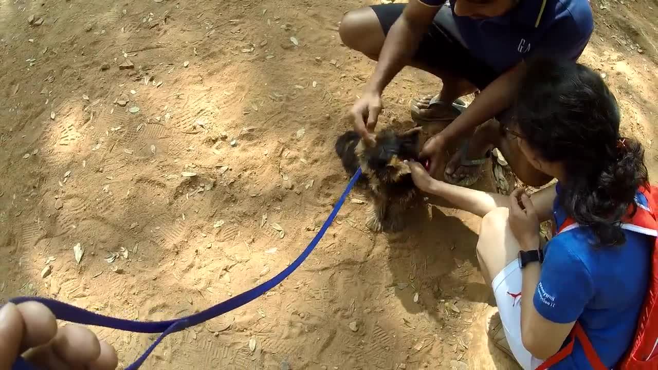 Why you Shouldn't get a Yorkie (10 Reasons)