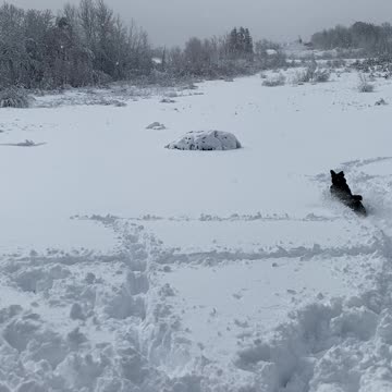 Dakoda in the snow!
