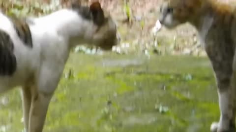 Cat Fighting