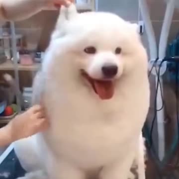 DOGS AND CATS ! HILARIOUS POOP