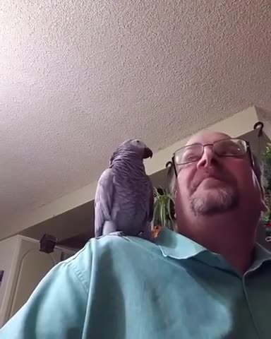 Parrot gives kisses