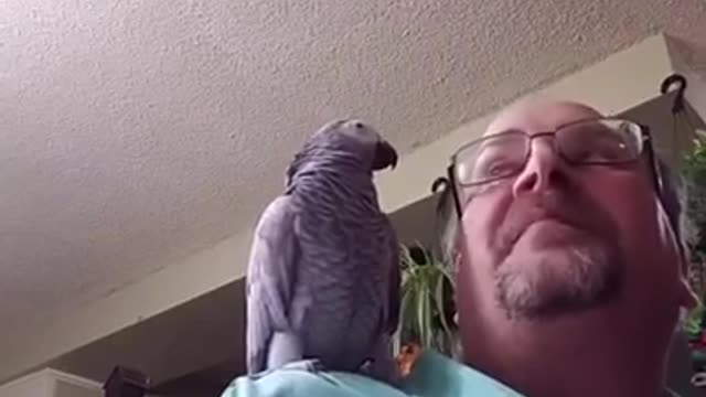 Parrot gives kisses