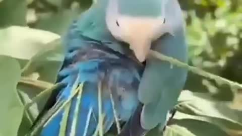 I Beautiful Bird ! 🐦