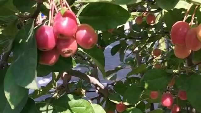 The fruit on this tree is ripe