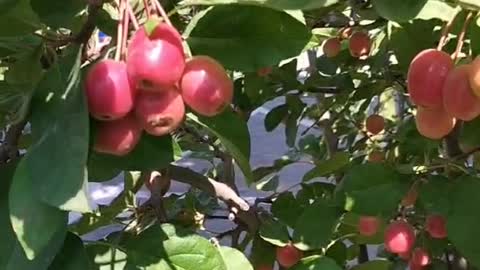 The fruit on this tree is ripe