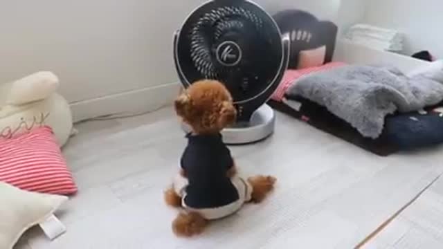 poodle nhà ai đây ra nhận đi