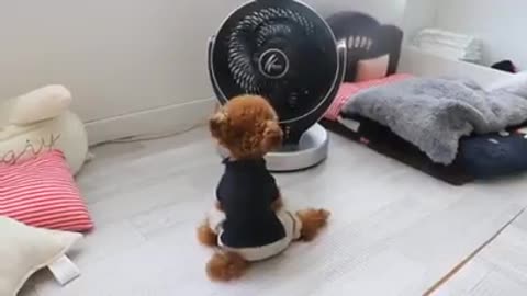 poodle nhà ai đây ra nhận đi