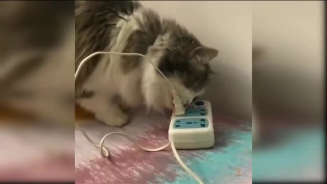 In this video a cat is putting the electric wire in the board with his hands.