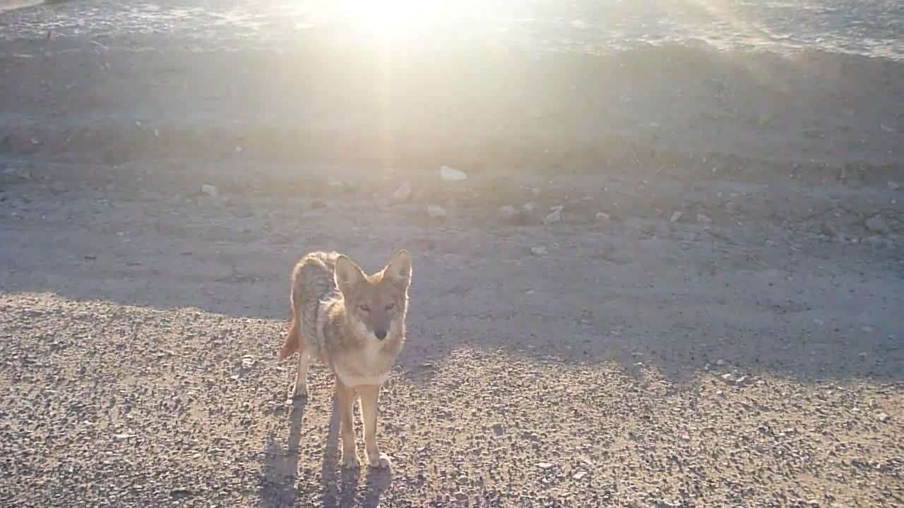 Coyotes chasing our car in Death Valley! MUST SEE!