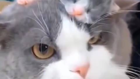 Small and big cat play game very funny