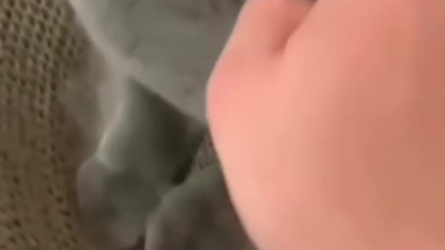 Funny cat lick his finger
