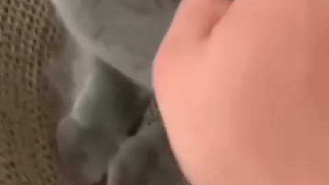 Funny cat lick his finger