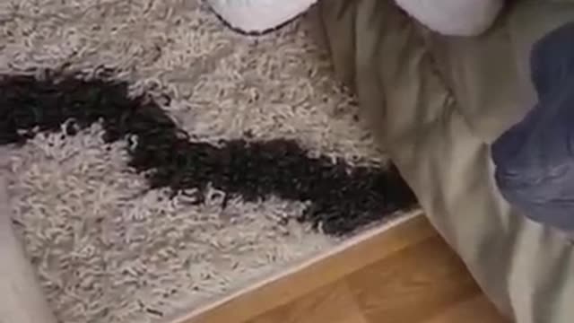 Who's going to tell my dog