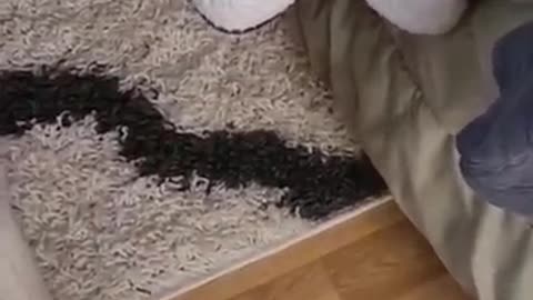 Who's going to tell my dog