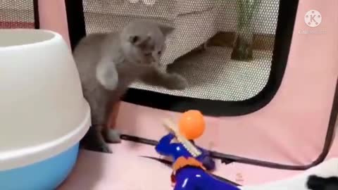 A cat is afraid of the game and fights with him, a funny thing that you should not miss