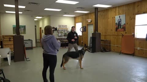 How trained a dog in training academy for better behaviour and stronger