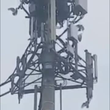 Birds Know 5G is Bad News