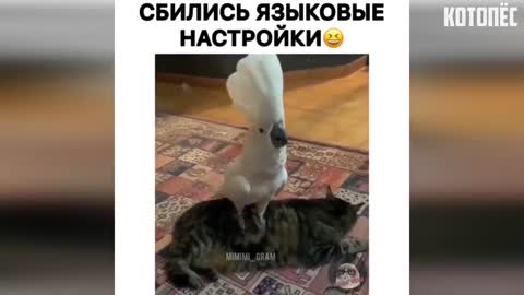 I whinnied for half an hour, funny animals, jokes with cats and dogs, best jokes