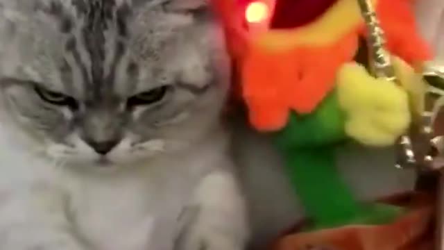 funny cats