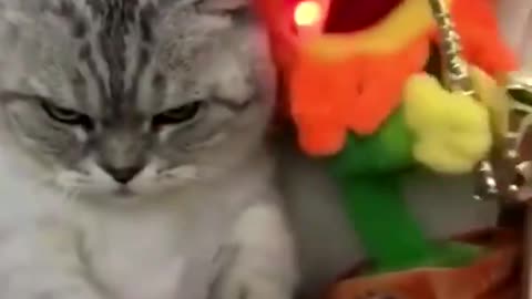 funny cats