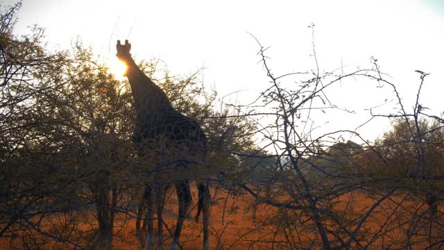 A Giraffe Feeding On Leaves Of A Shrubs