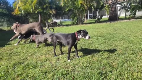 The DOG TRANING Mystery Revealed