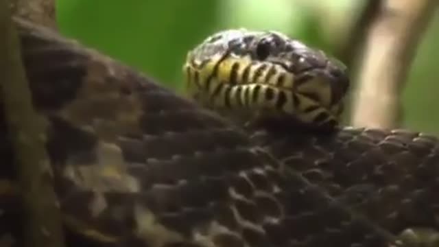 birds 🐦 vs snake 🐍 fight