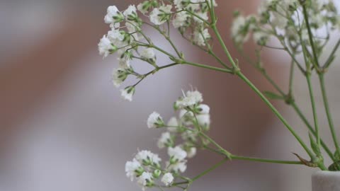 macro-shot-of-flowers