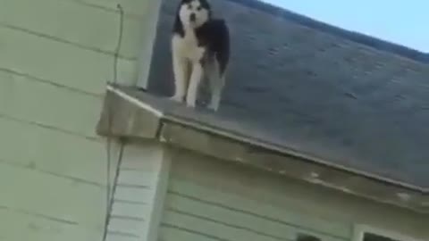 A husky who came to the house