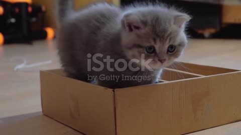 Cute Cat Unboxing