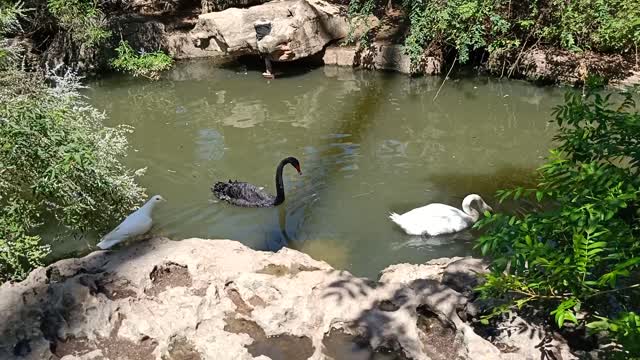 The swans are swimming