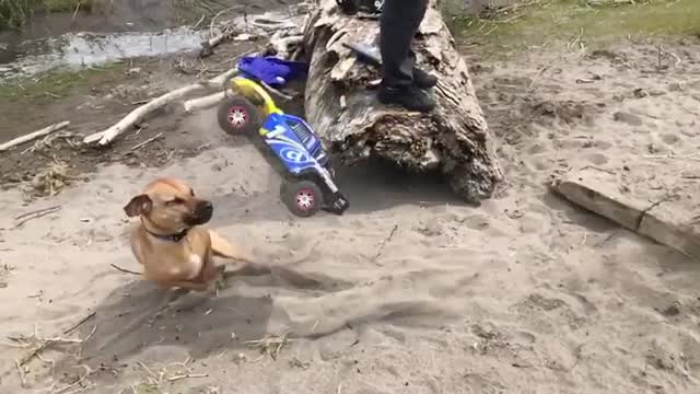 Collab copyright protection - brown dog hit with remote ctrl car