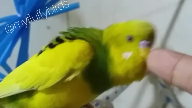 Non-stop chat time with mr. Sunrise