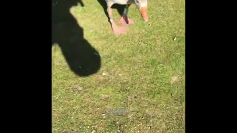 Funny Funny goose/animals
