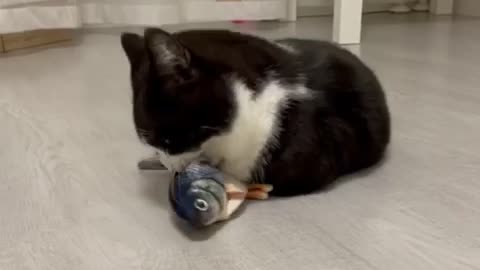 Cat Manchester playing with flappy fish