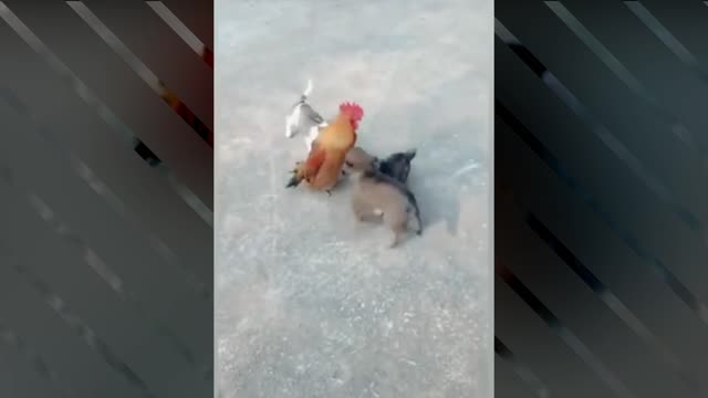 Rooster Dances and Stands Tall With Three Puppies