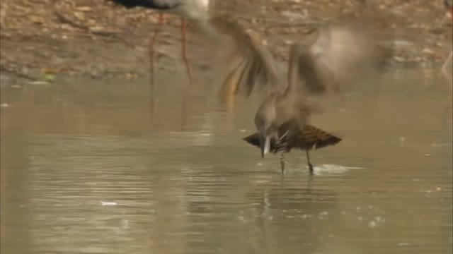 Pelican Dives into the Water To Catch Fish