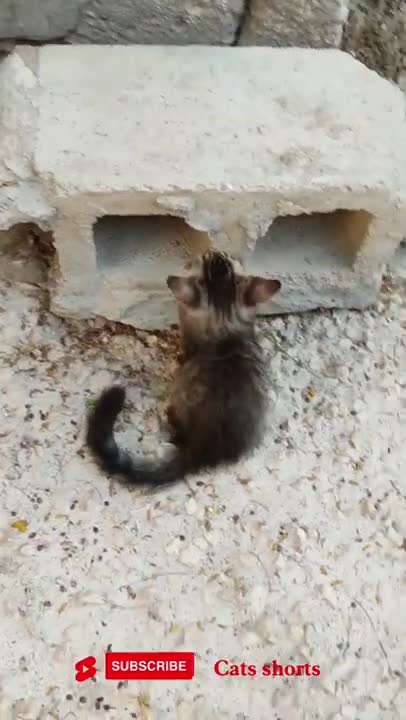 funny cats 🐱❤️#cats #funny #shorts #cute