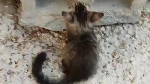 funny cats 🐱❤️#cats #funny #shorts #cute