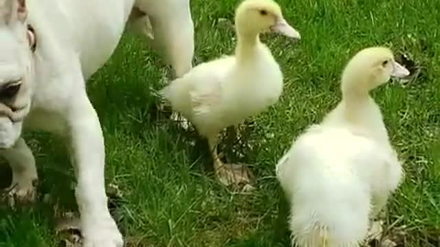 French Bulldog enjoys the company of two baby ducks