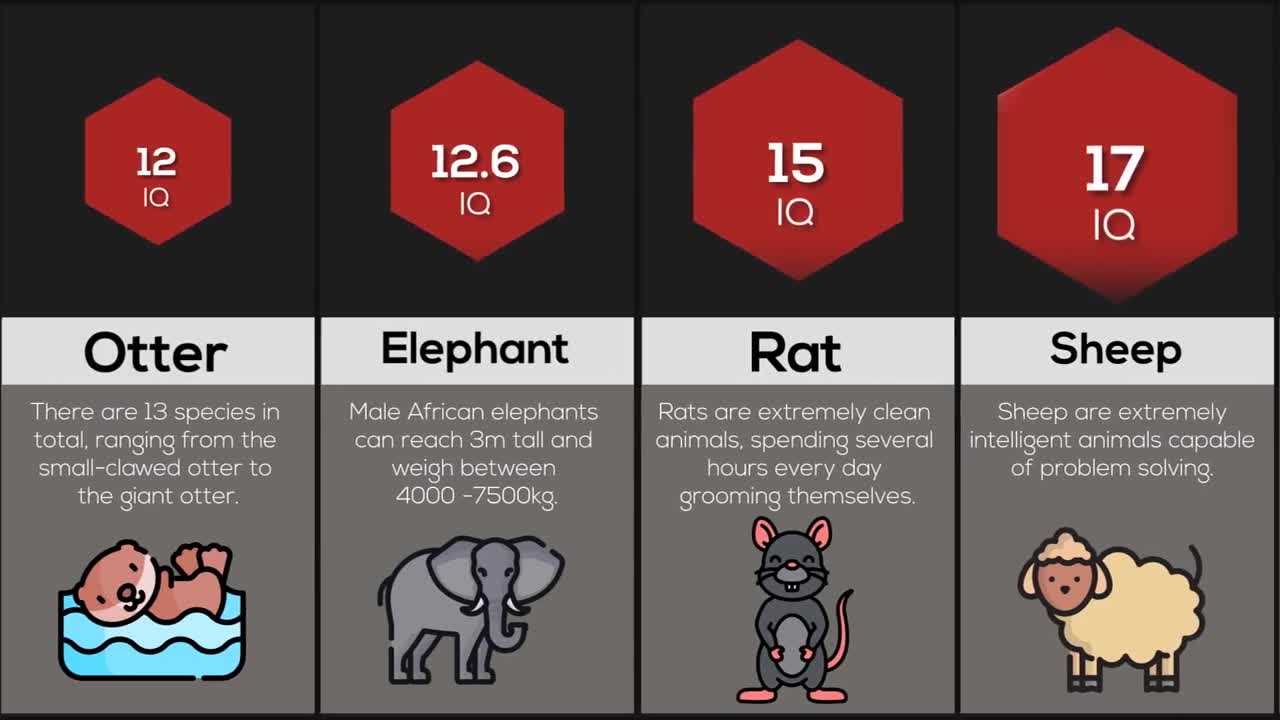 Comparison: Animal Intelligence