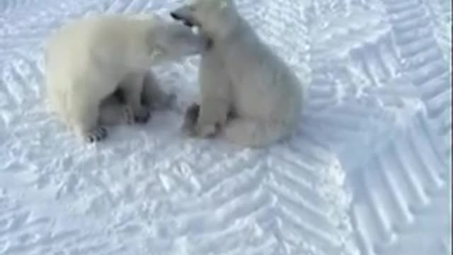 Cutest Polar Bear Fight!