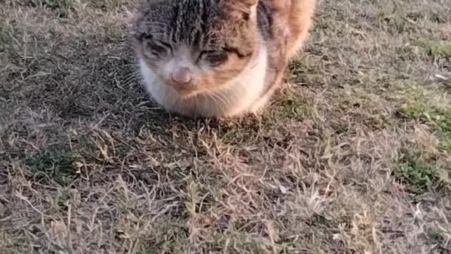 Cat 🐈 Video By Kingdom of Awais