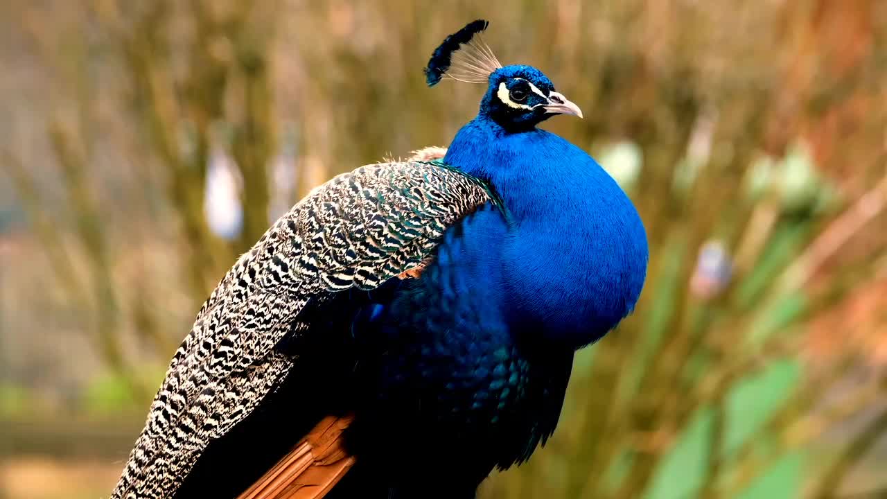 Peacock Spring Beautiful Feathered In The Wild Natural Forest