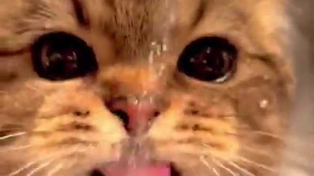 Funny cat video 😂😍#shorts