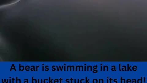 Bear swimming with a bucket on his head, is saved!