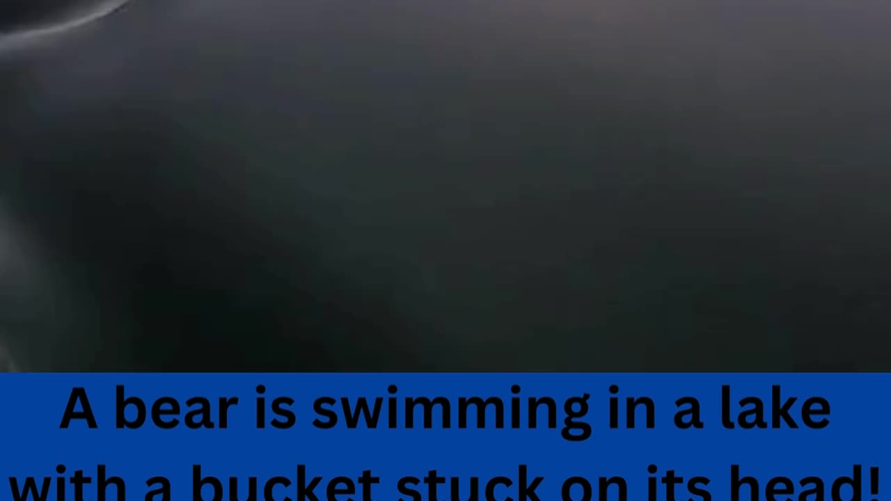 Bear swimming with a bucket on his head, is saved!